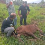 CONFEP e Policia Civil atuam em resgate de Cavalo